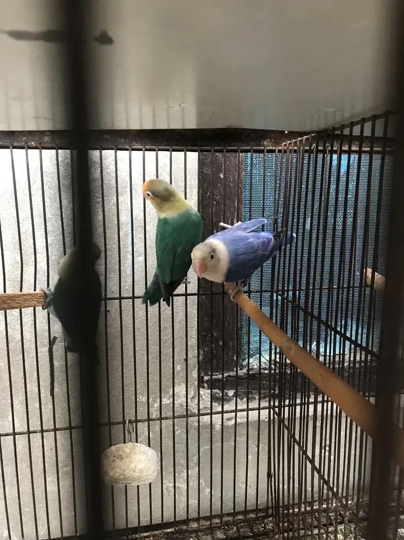 Lovebirds — photo 9