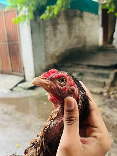 ASE AMROHA MADI FOR SALE PRICE 4500