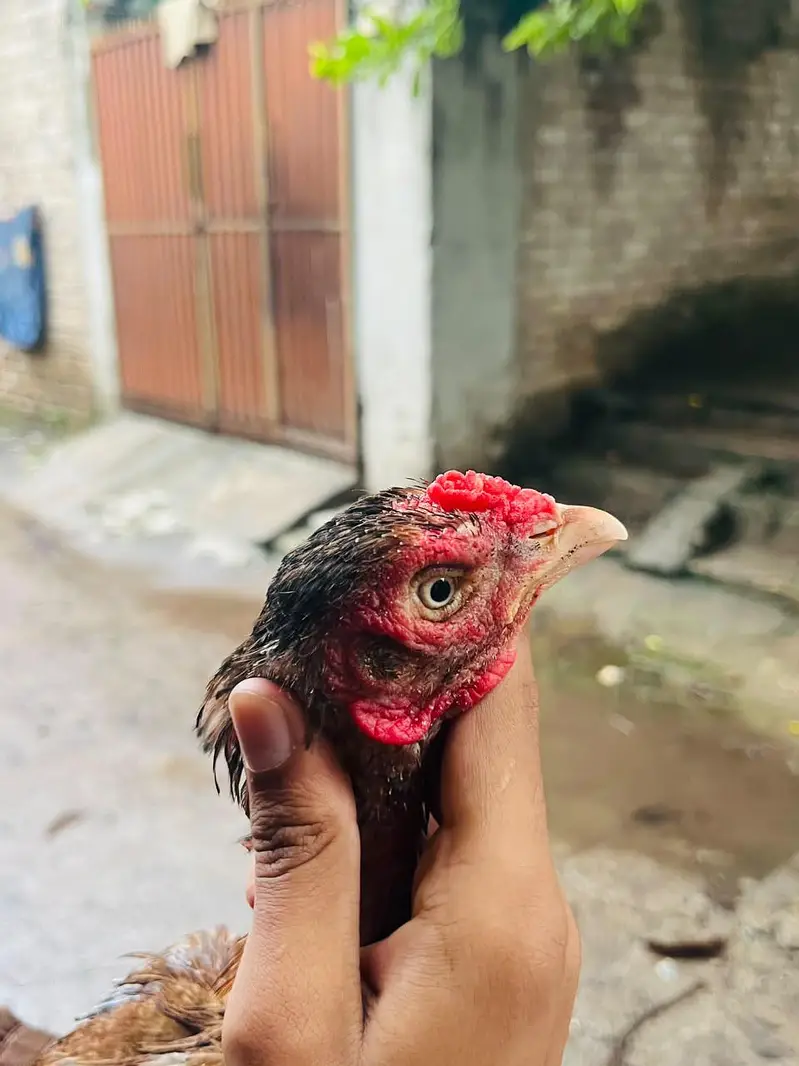 ASE AMROHA MADI FOR SALE PRICE 4500 — photo 2