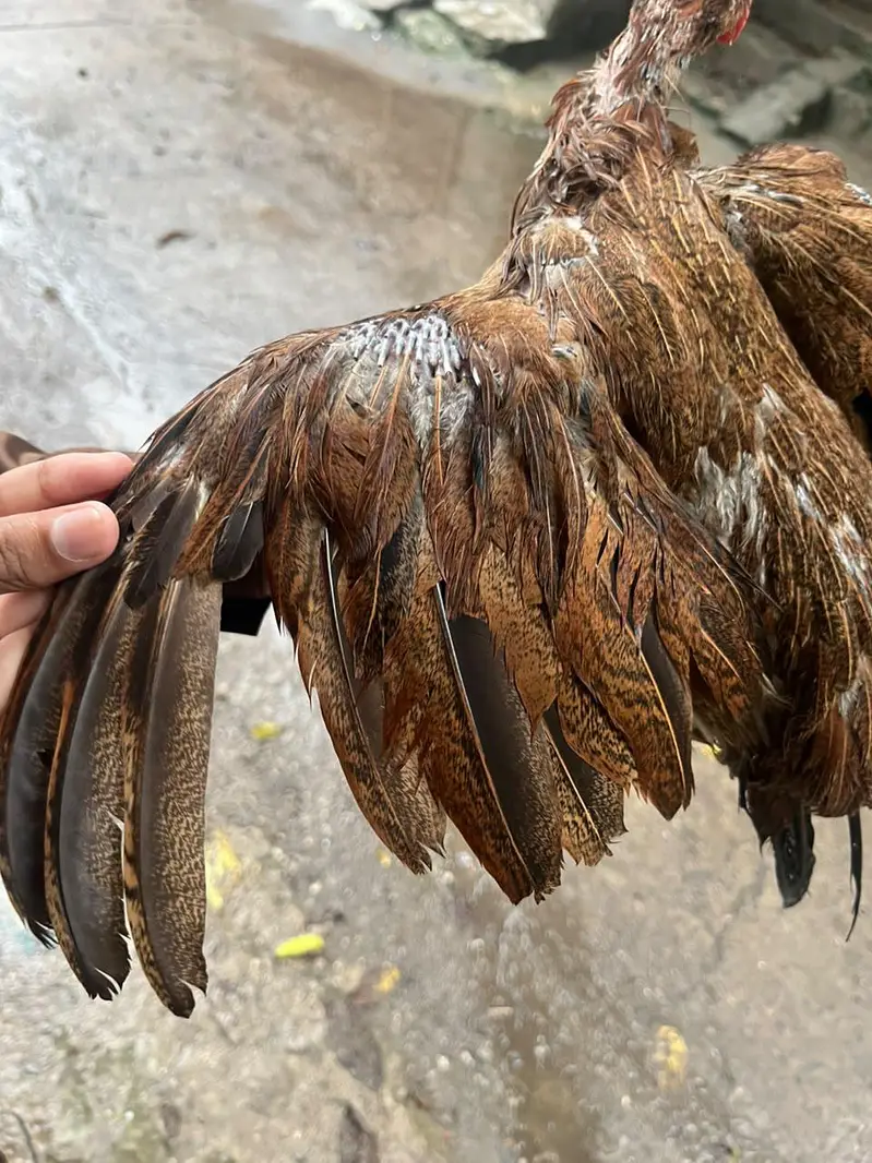 ASE AMROHA MADI FOR SALE PRICE 4500 — photo 3