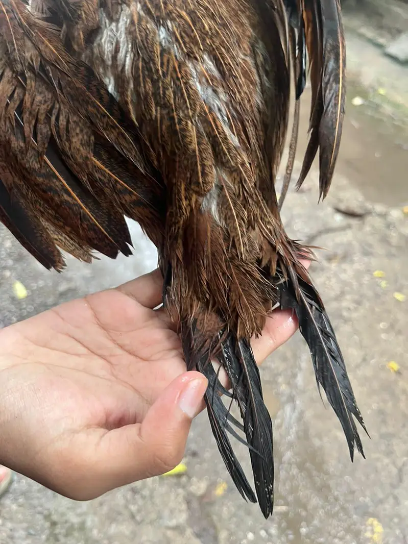 ASE AMROHA MADI FOR SALE PRICE 4500 — photo 4