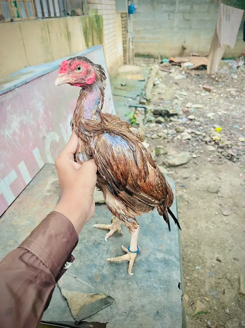 ASE AMROHA MADI FOR SALE PRICE 4500 — photo 5