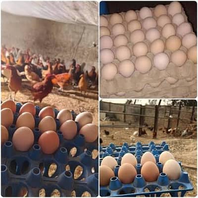 Golden Misri Fertile Eggs Avavliable for sale