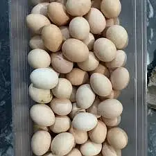 Golden Misri Fertile Eggs Avavliable for sale — photo 2