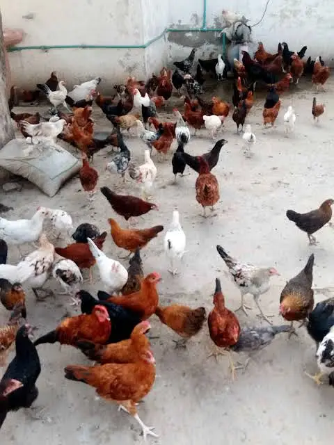 Golden Misri Fertile Eggs Avavliable for sale — photo 3