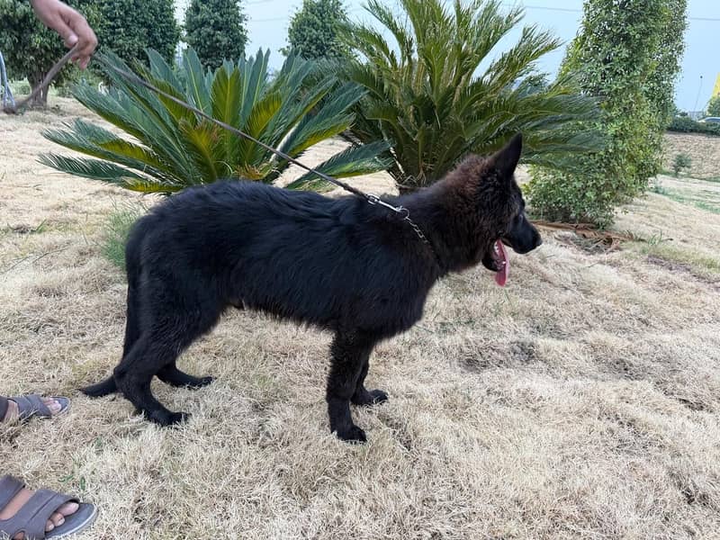 Black shepherd 0