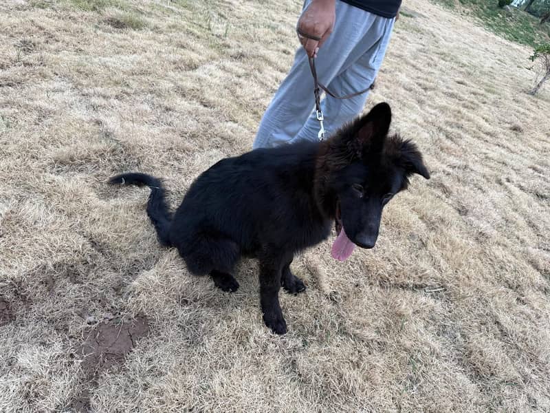 Black shepherd 1