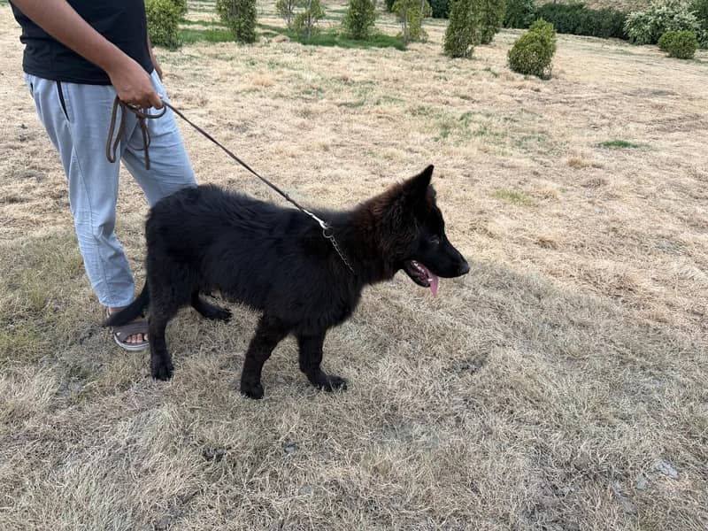 Black shepherd 2