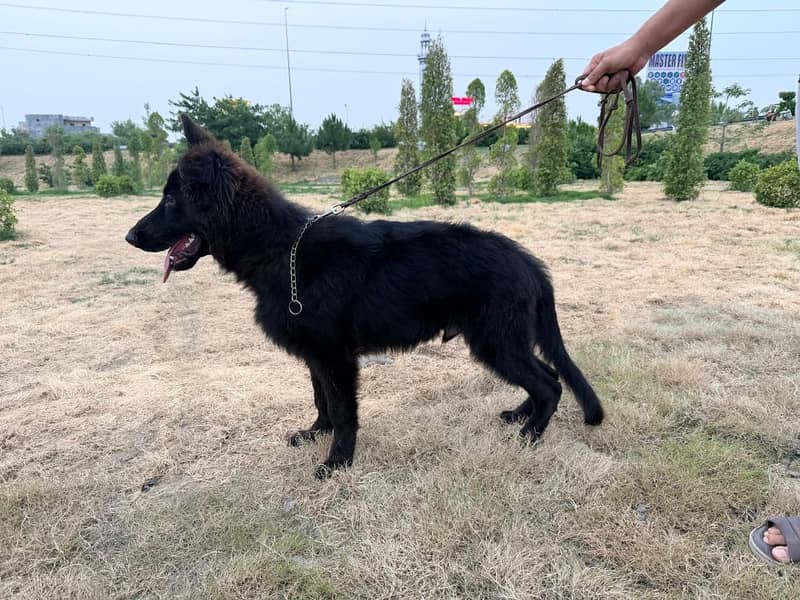 Black shepherd 3