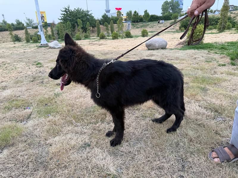 Black shepherd 4