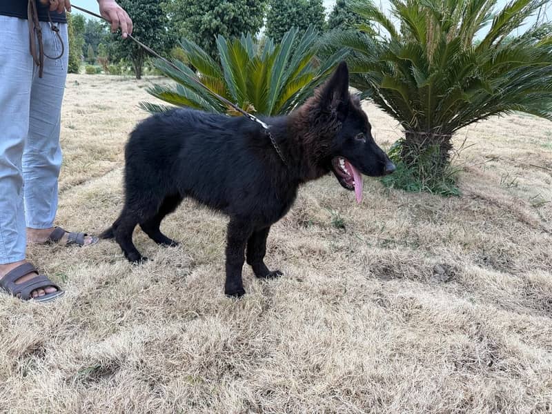 Black shepherd 5