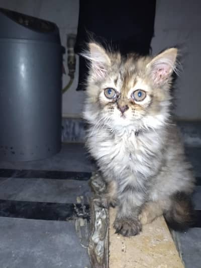 persian triple coat kittens