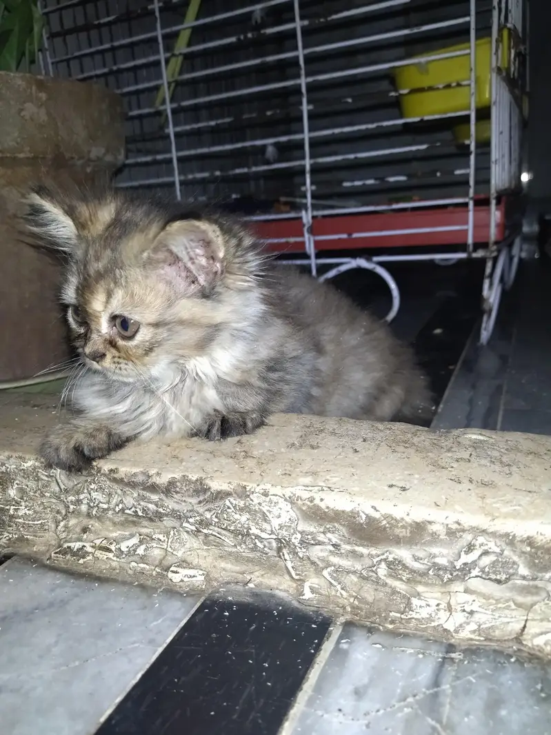 persian triple coat kittens — photo 3