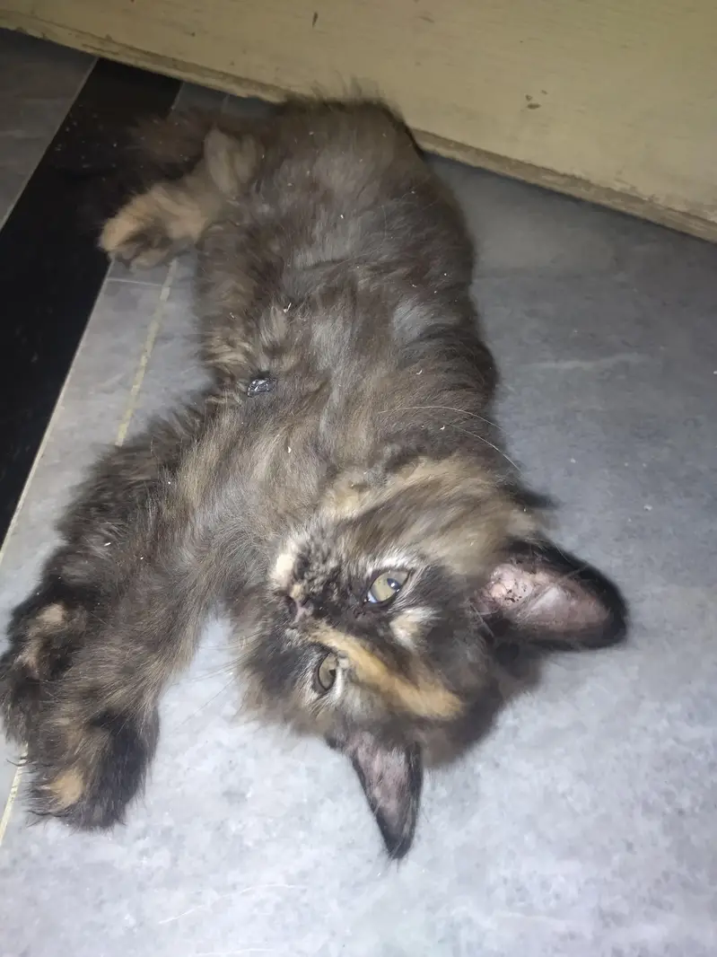 persian triple coat kittens — photo 5