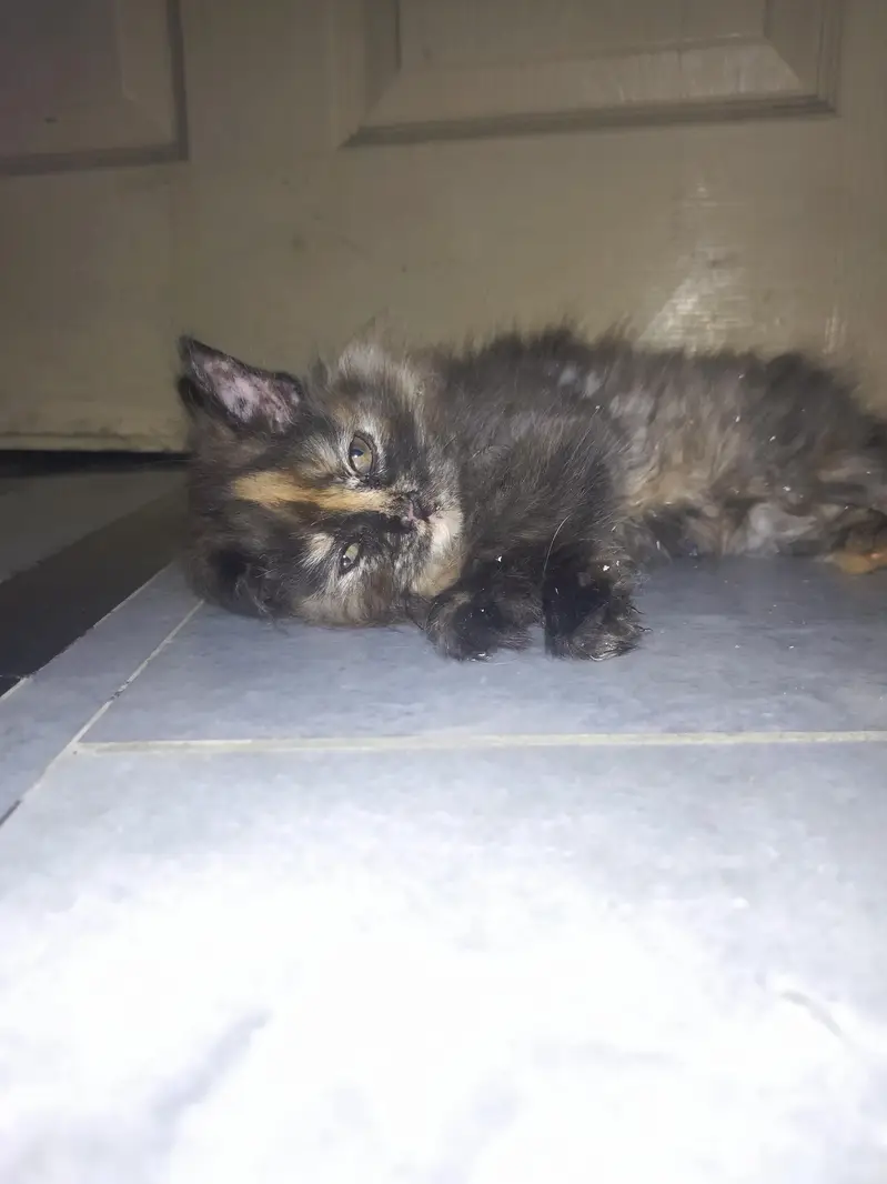 persian triple coat kittens — photo 6