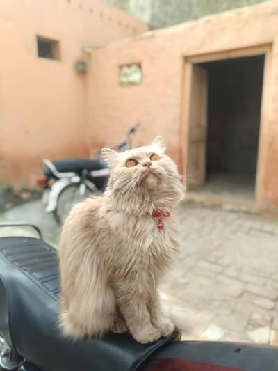 persian triple coat cat & kittens
