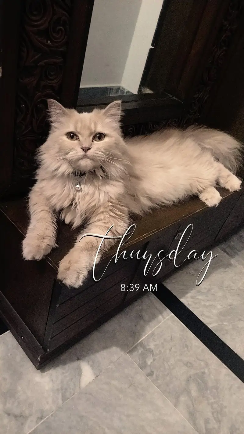 persian triple coat kittens — photo 10