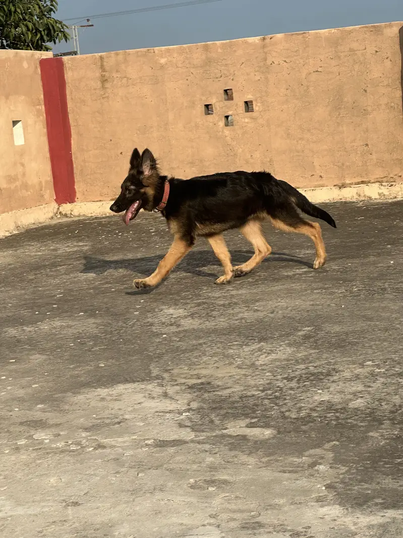 GERMAN SHEPHERD | LONG COAT | GERMAN DOGS | DOGS — photo 3