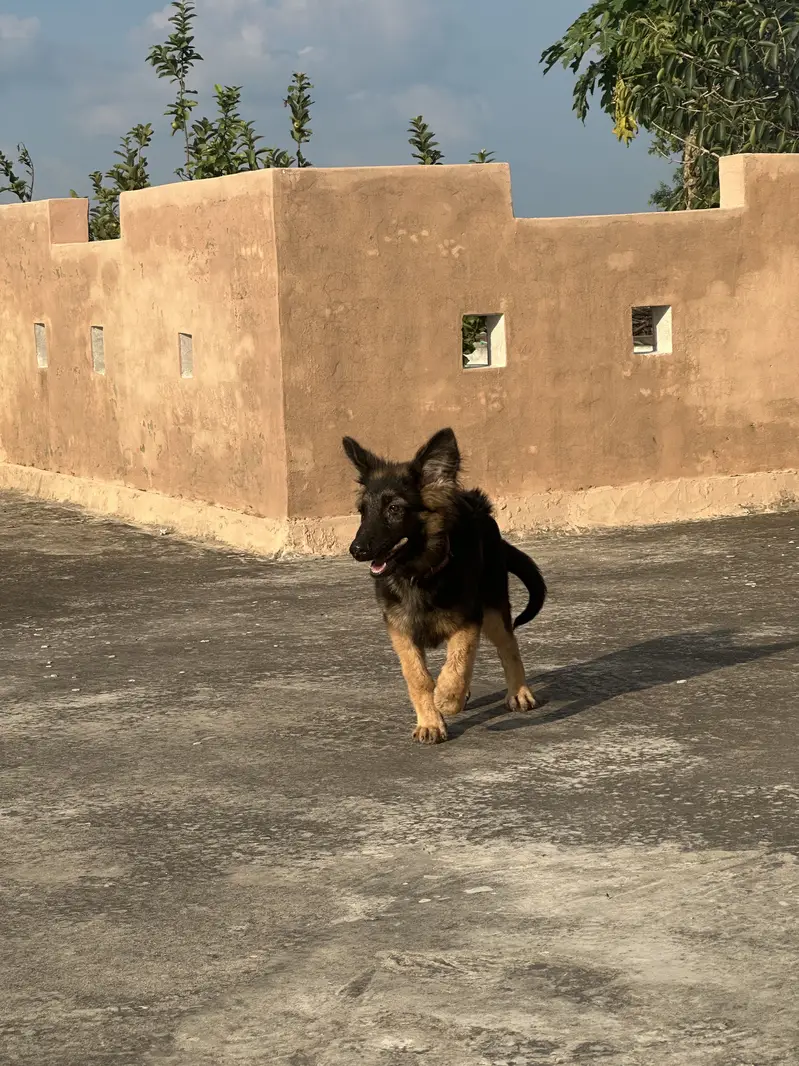 GERMAN SHEPHERD | LONG COAT | GERMAN DOGS | DOGS — photo 4