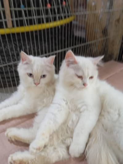 yellow eye male and blue eye female