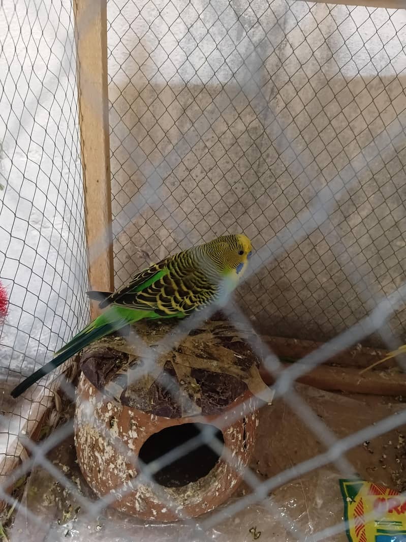 Australian 1