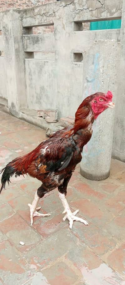 Good Quality Aseel thai cross