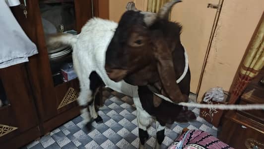 Kamori Goat
