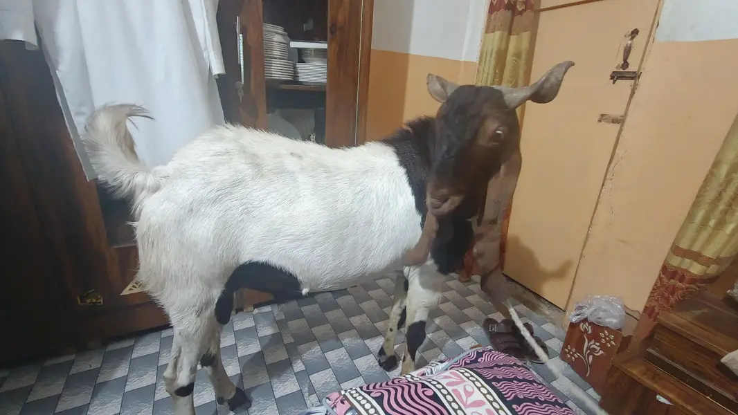 Kamori Goat — photo 2