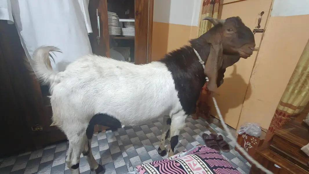 Kamori Goat — photo 3