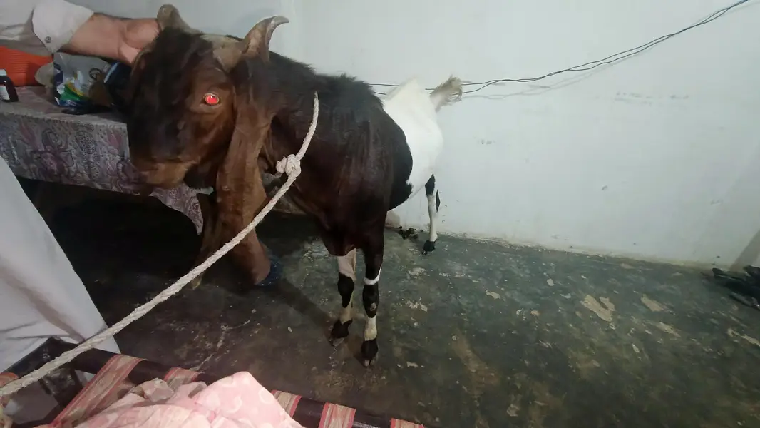 Kamori Goat — photo 4