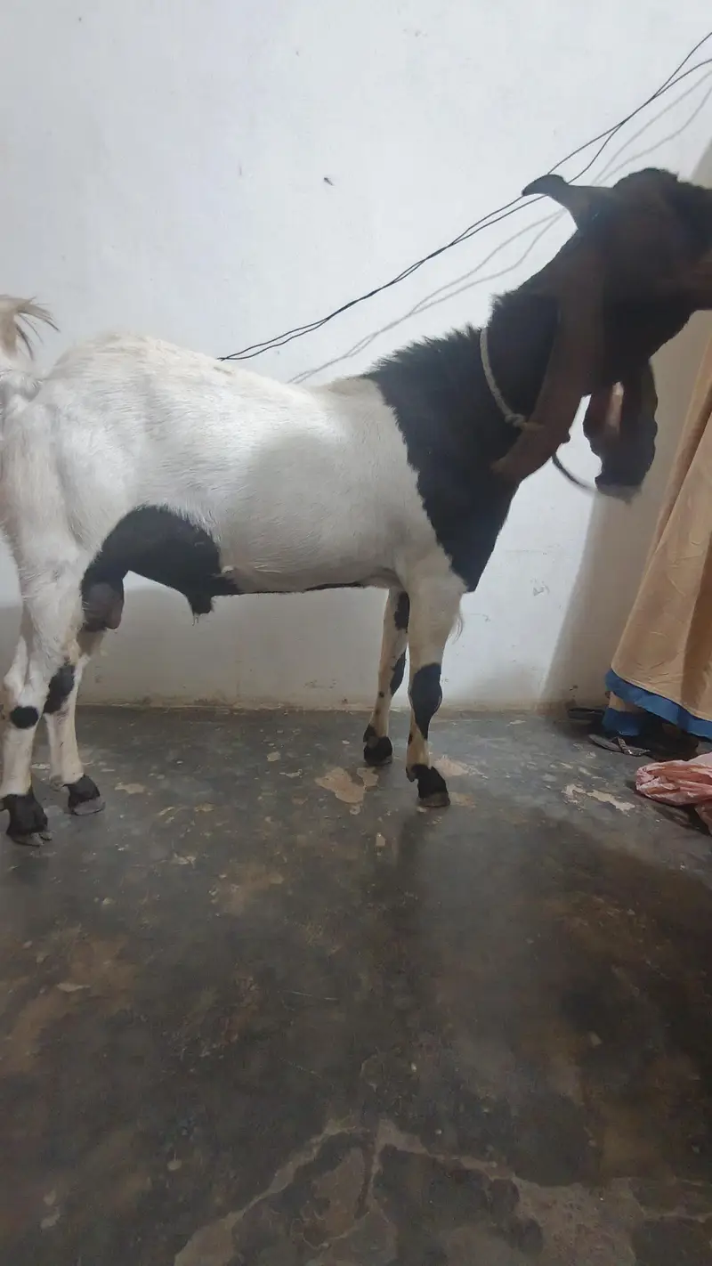 Kamori Goat — photo 5