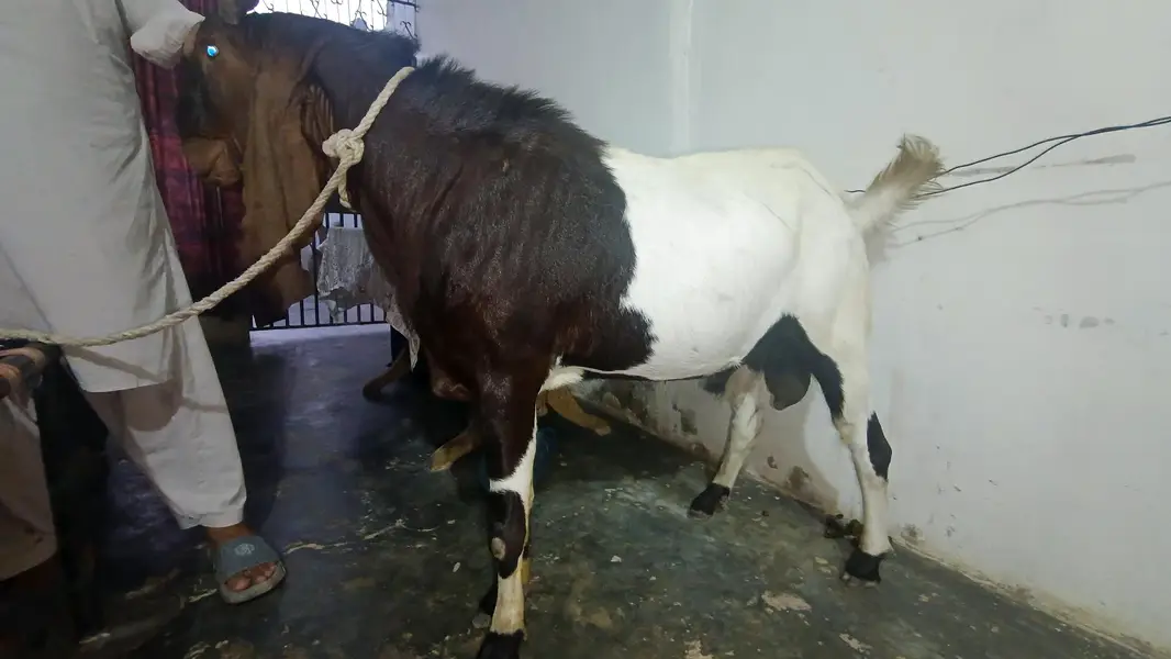 Kamori Goat — photo 6