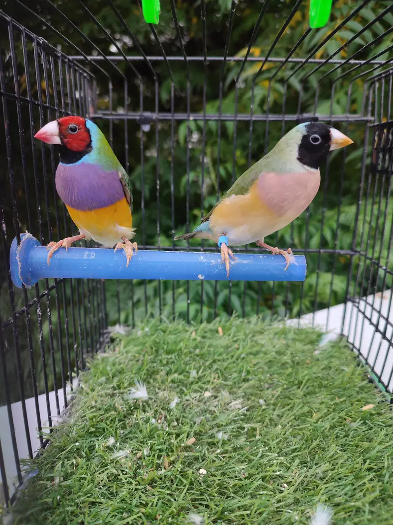 Gouldian finches beautiful pairs