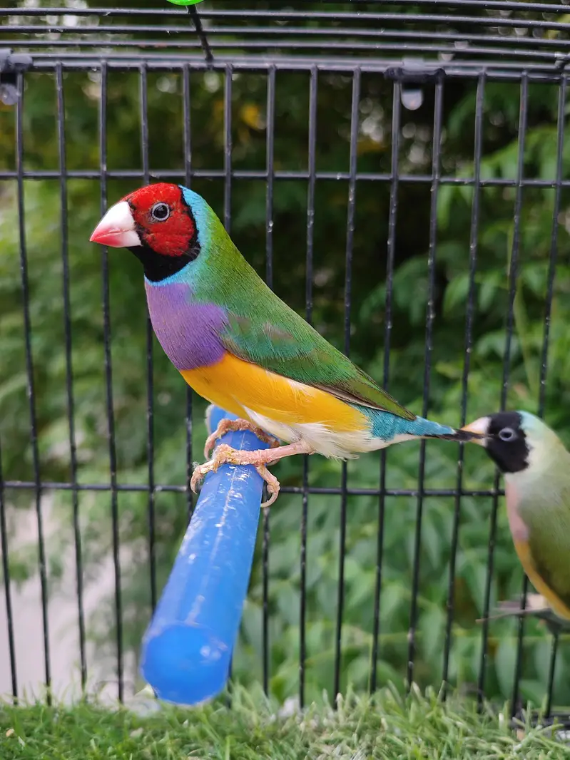 Gouldian finches beautiful pairs — photo 2