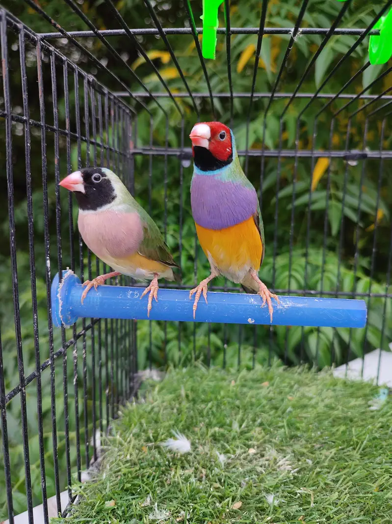 Gouldian finches beautiful pairs — photo 3