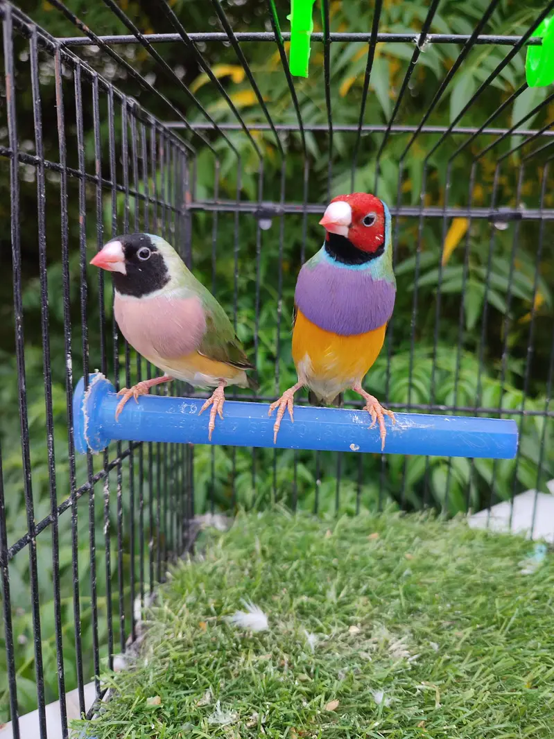 Gouldian finches beautiful pairs — photo 4