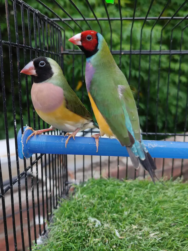 Gouldian finches beautiful pairs — photo 5