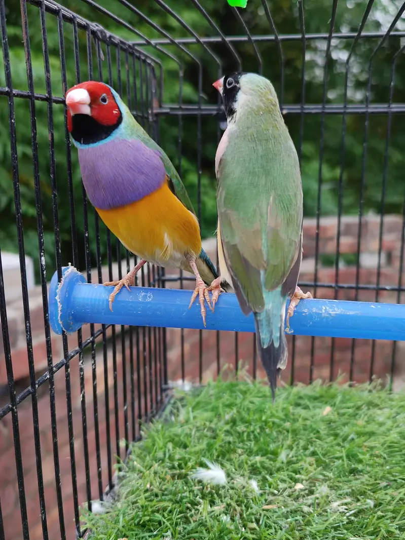 Gouldian finches beautiful pairs — photo 6