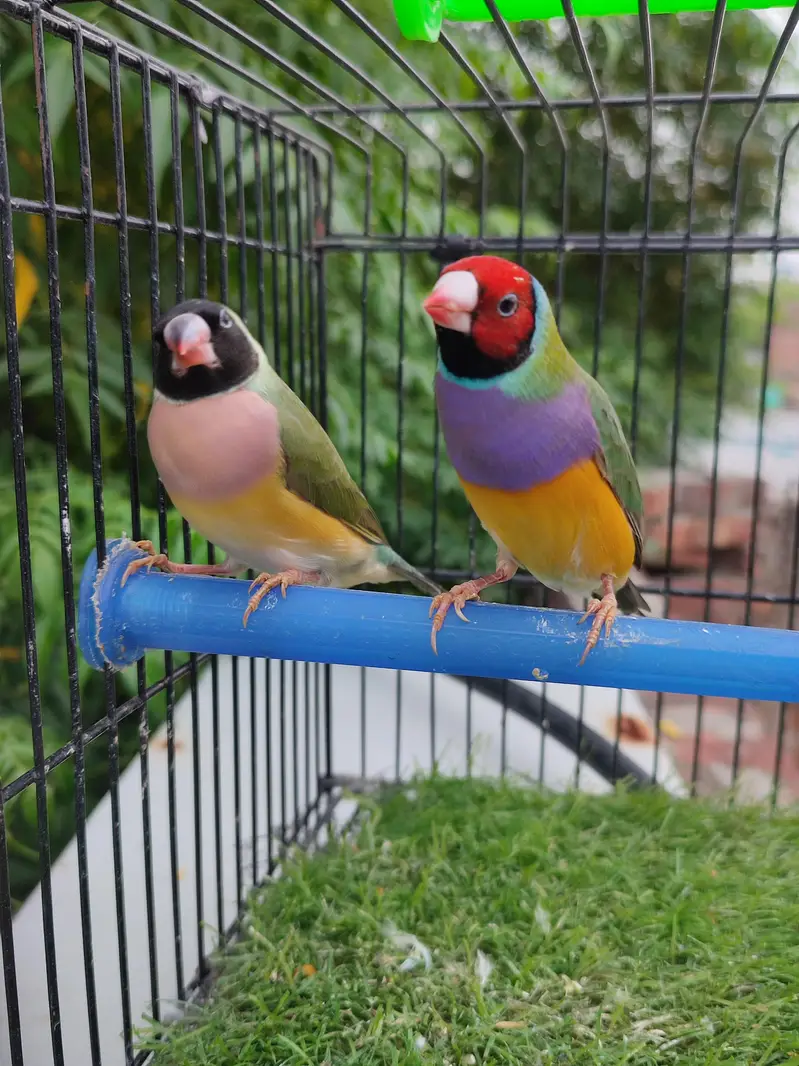 Gouldian finches beautiful pairs — photo 7