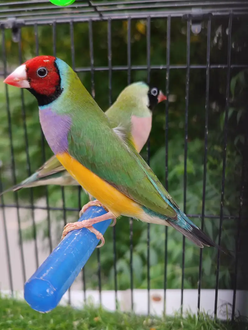 Gouldian finches beautiful pairs — photo 8