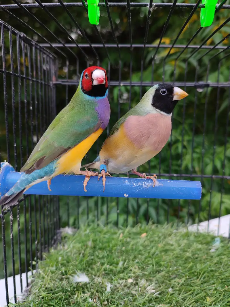 Gouldian finches beautiful pairs — photo 9