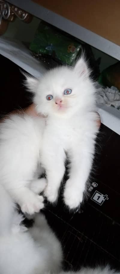 Persian kittens home breed available