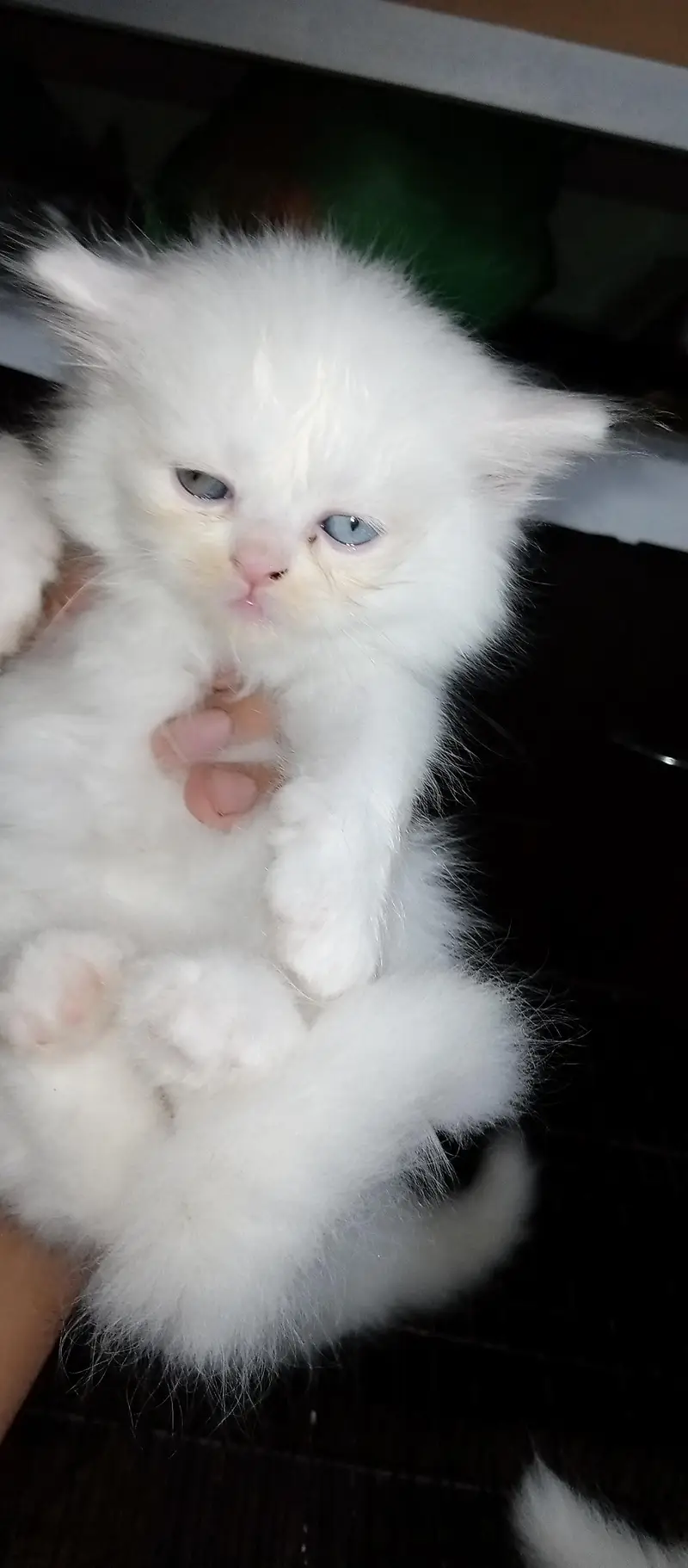 Persian kittens home breed available — photo 2