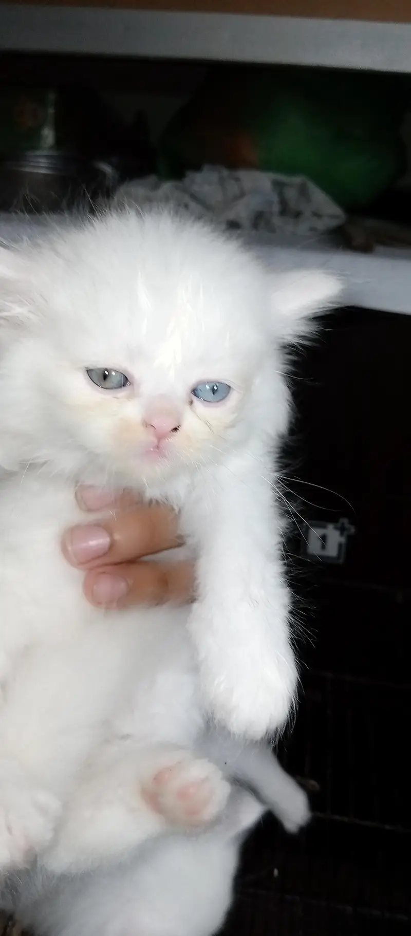 Persian kittens home breed available — photo 3