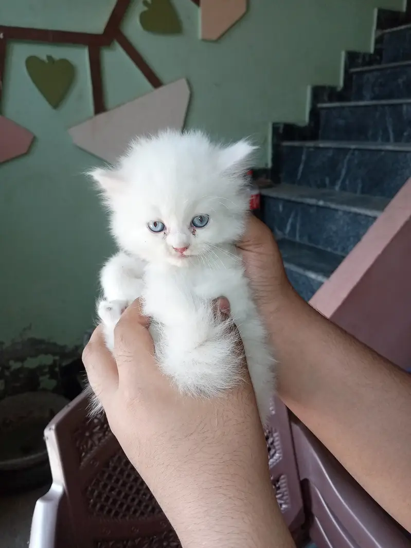 Persian kittens home breed available — photo 4