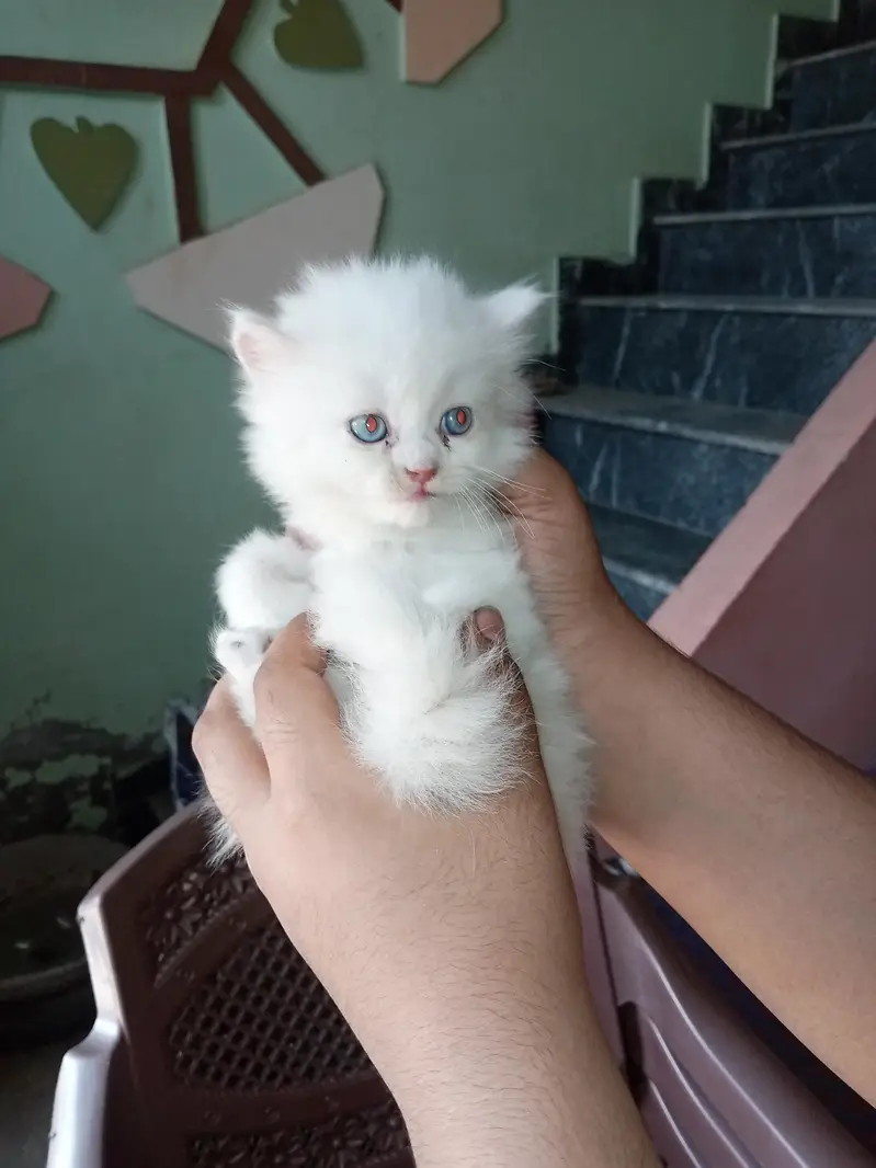 Persian kittens home breed available — photo 5
