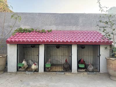Bantam Chicks Top Quality
