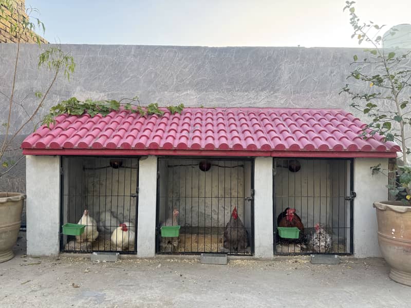 Bantam Chicks Top Quality 0