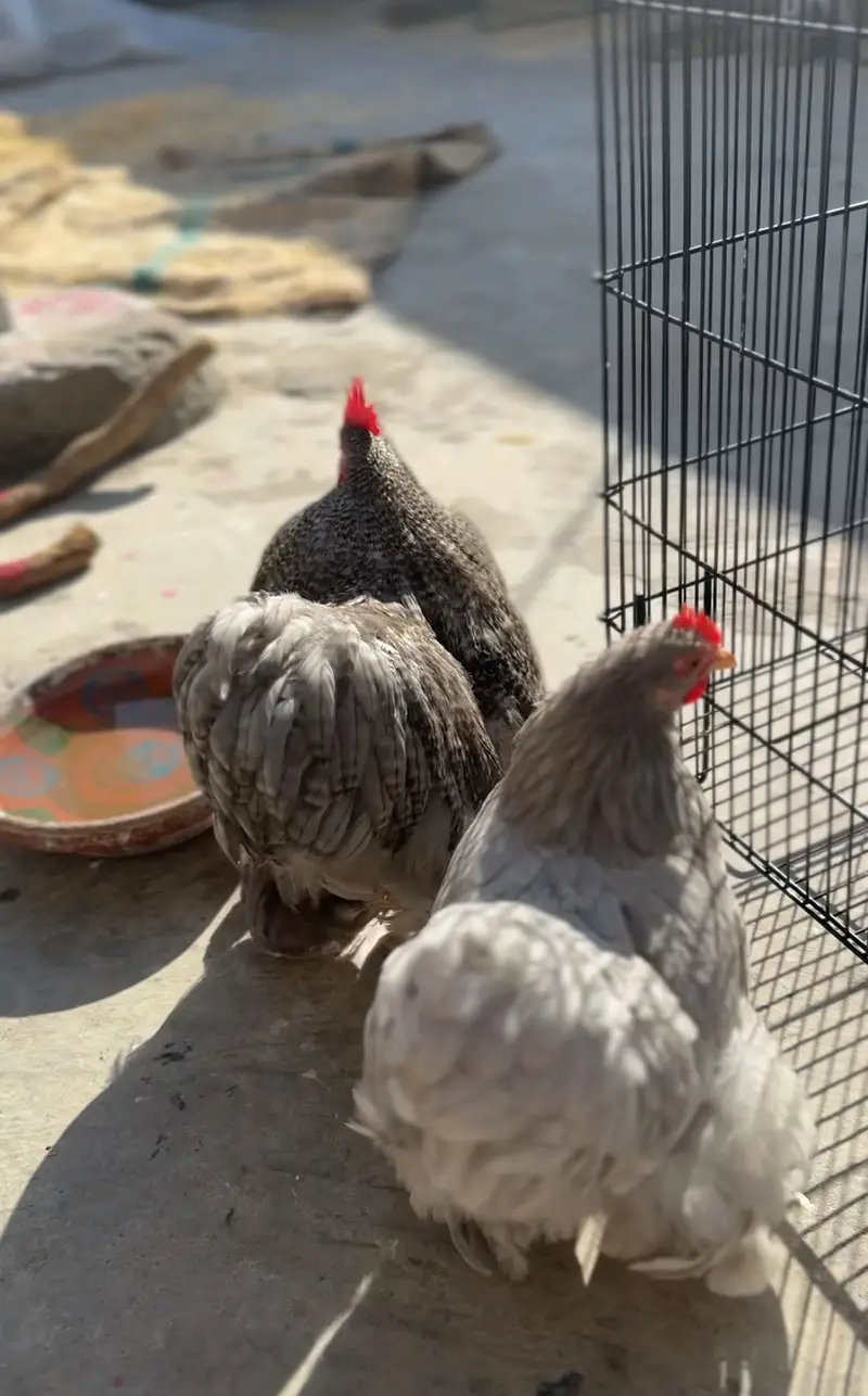 Bantam Chicks Top Quality — photo 2