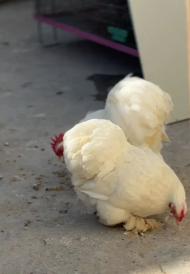Bantam Chicks Top Quality — photo 3